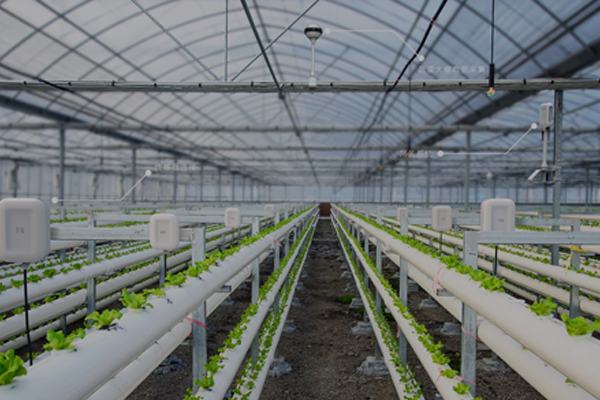 物聯網解決方案：智能農業大(dà)棚花卉綠植種植檢測系統