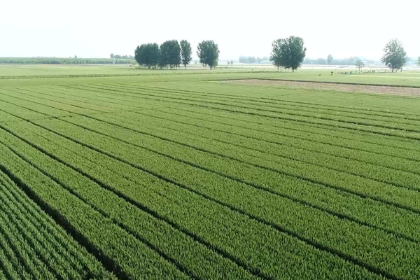 大(dà)田灌溉都用到哪些物聯網技術